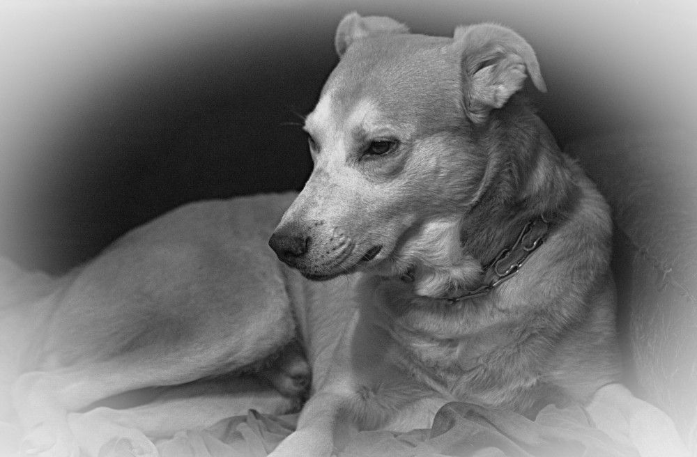 Фотография автора Сергей Рапопорт