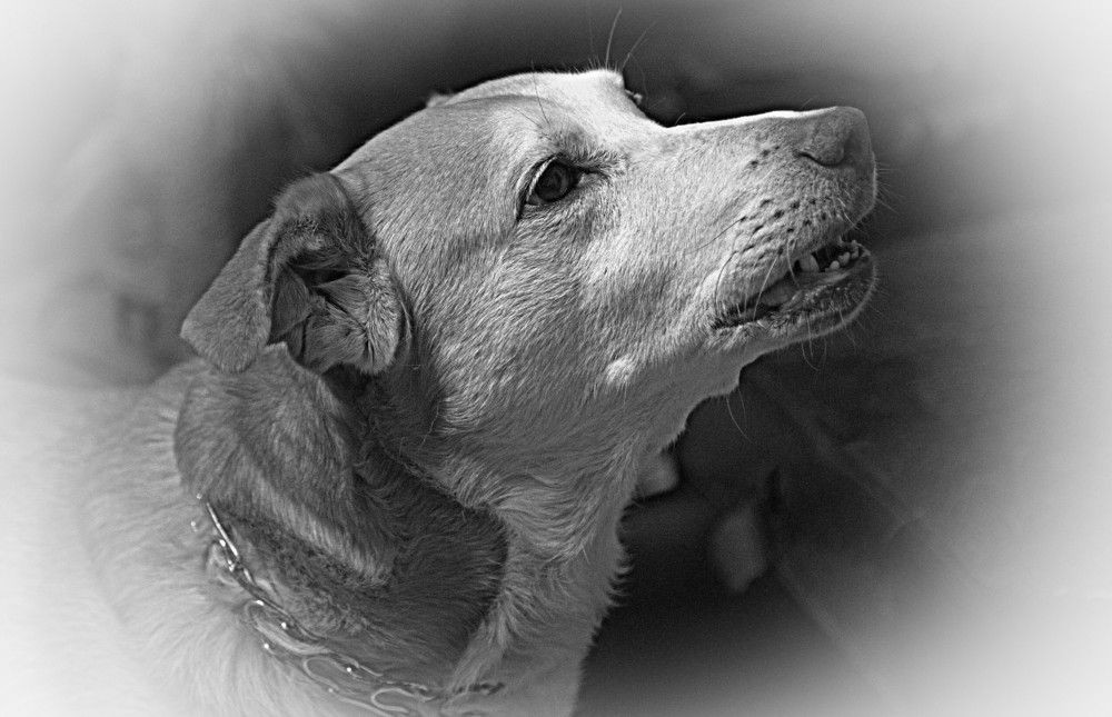 Фотография автора Сергей Рапопорт