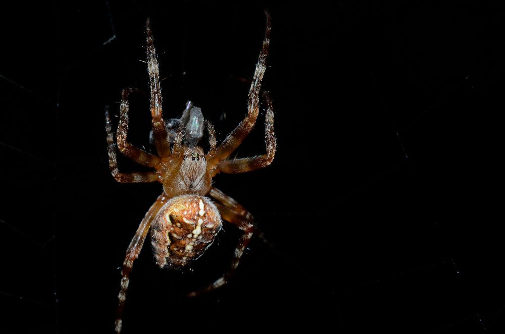 Фотография автора Вадим Писарев