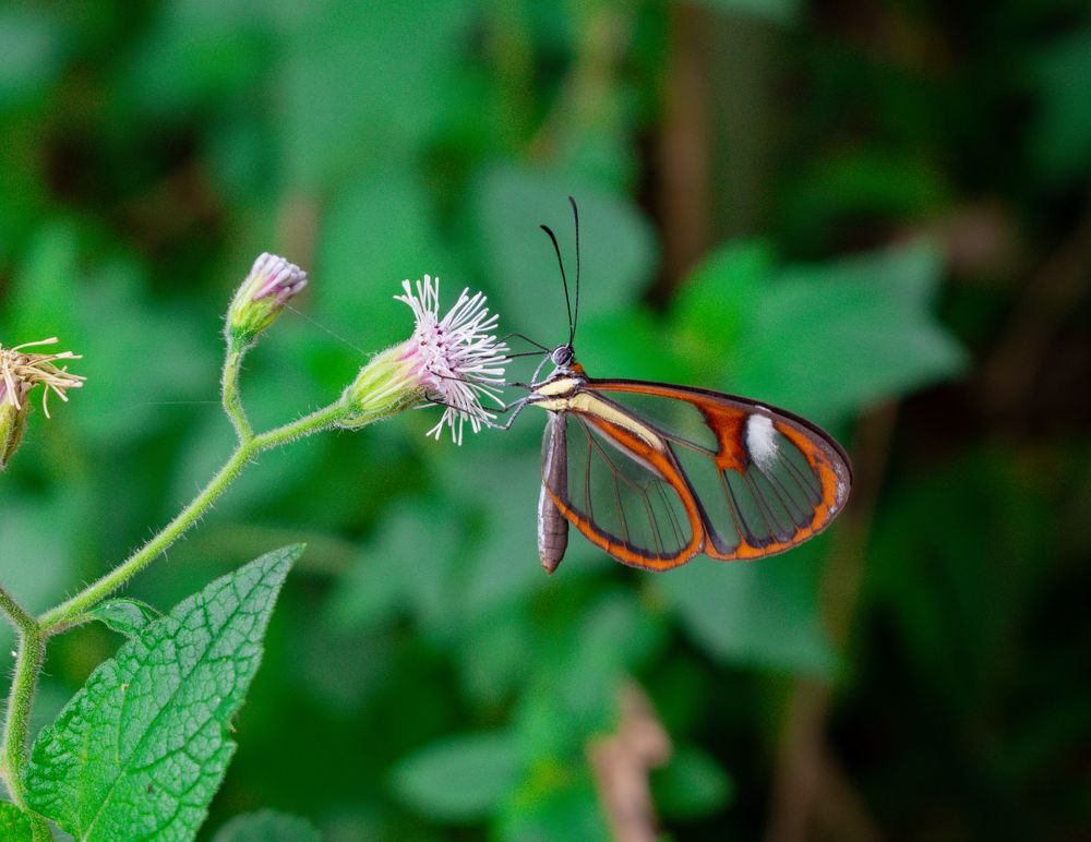 Natureza que encanta!