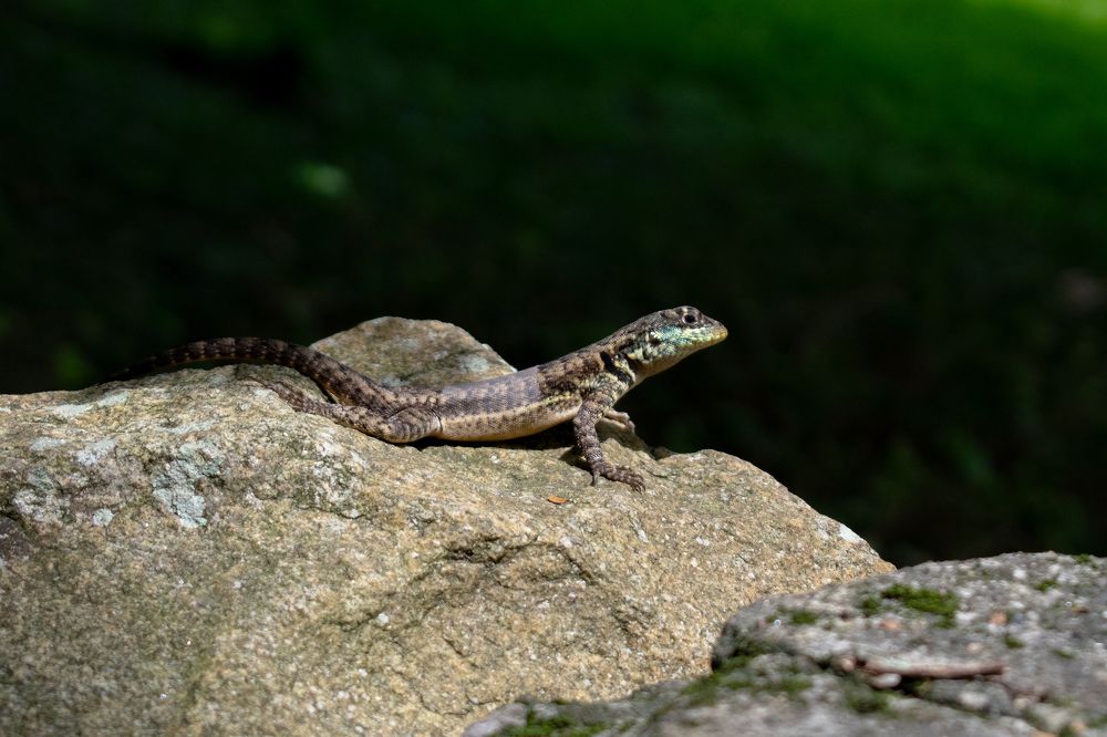 Um curioso lagarto sobre as pedras, com sua pose para a foto.