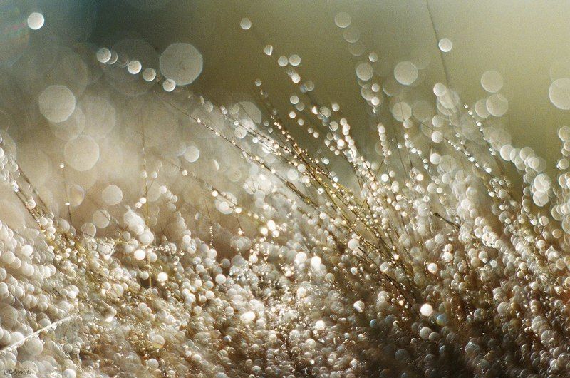 Michael Veselov, Russia