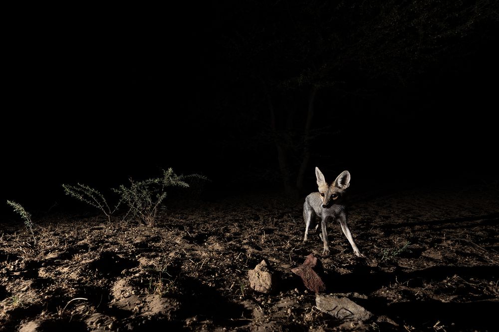 Photograph by Mukul Mukherjee