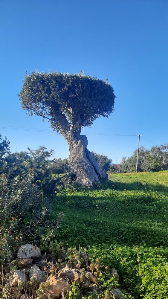 Фотография автора Anabela Maria Lima da Silva