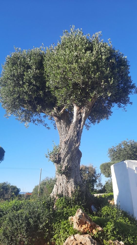 Фотография автора Anabela Maria Lima da Silva