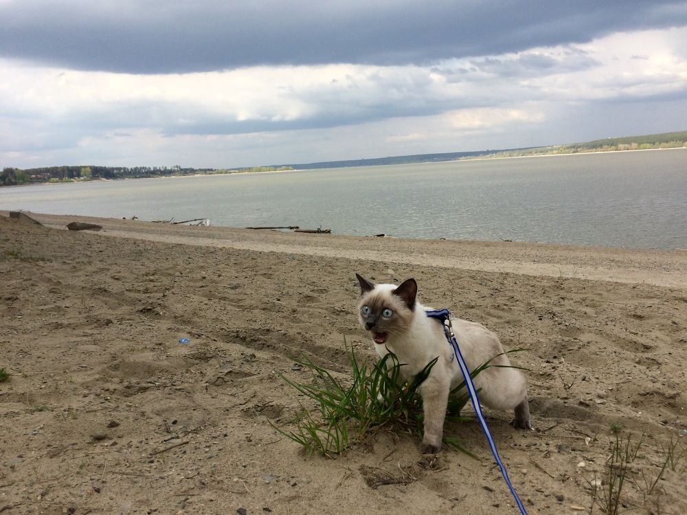 А с каким лицом вы впервые увидели море?