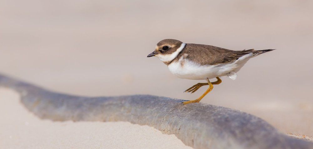 Ringed Plover / Charadrius hiaticula / Галстучник