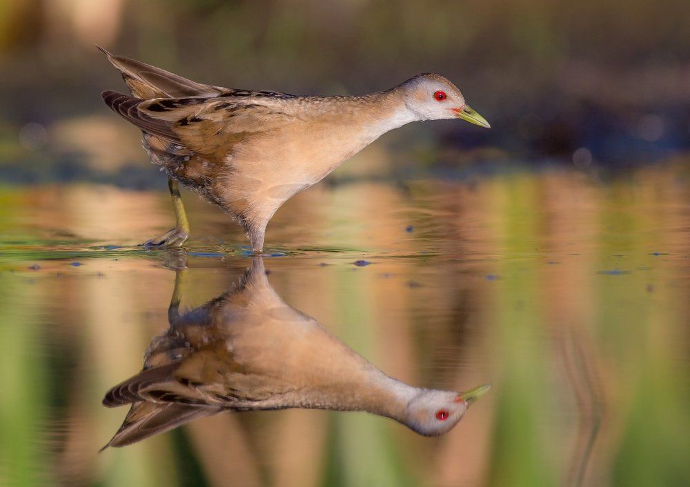 Little crake / Porzana parva / Ма́лый пого́ныш