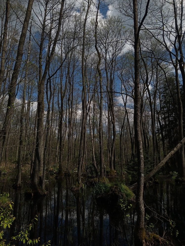 Фотография автора Светлана Олейник