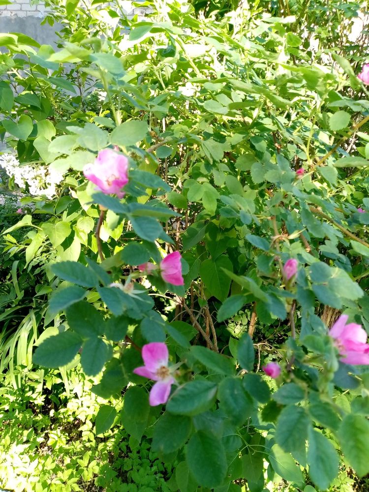 Photograph by Ирина Жемчужина