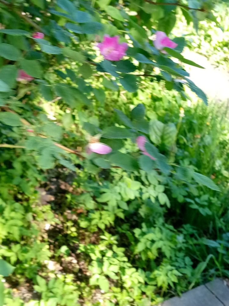 Photograph by Ирина Жемчужина