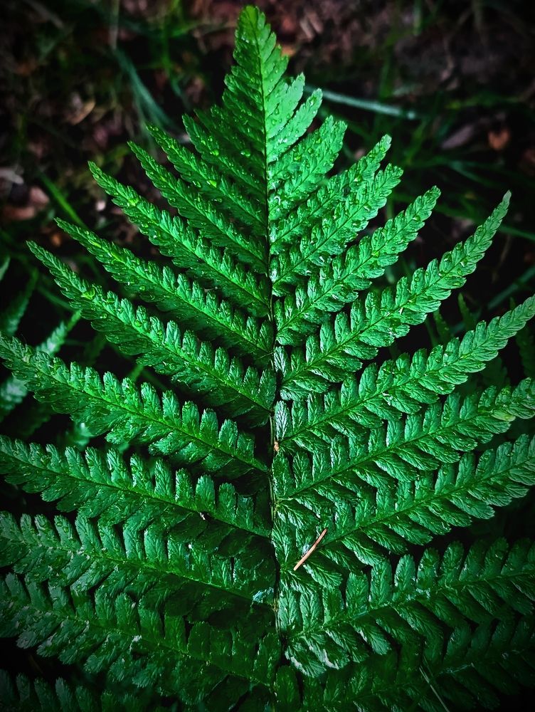Фотография автора Светлана Таркан