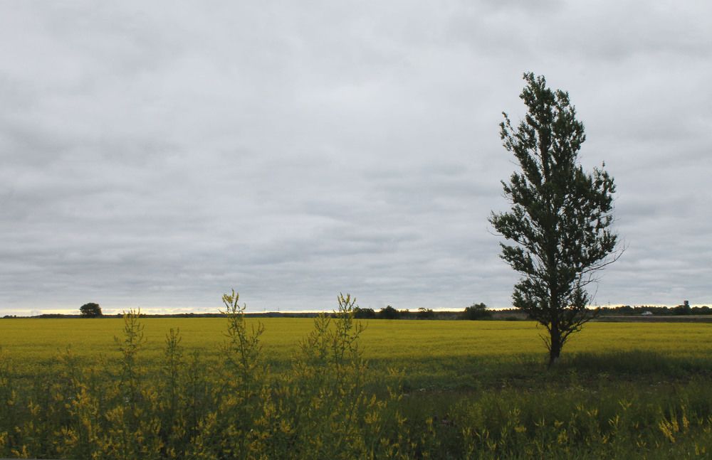 Фотография автора Алла Бойко