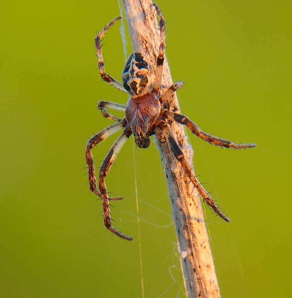 Photograph by Василий Быстрицкий