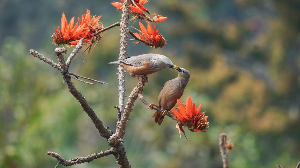 Photograph by Md shahidul Islam