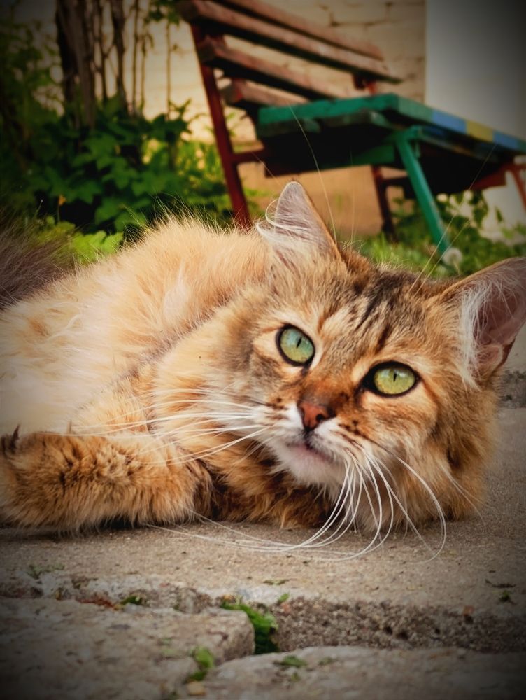 Фотография автора Светлана Таркан