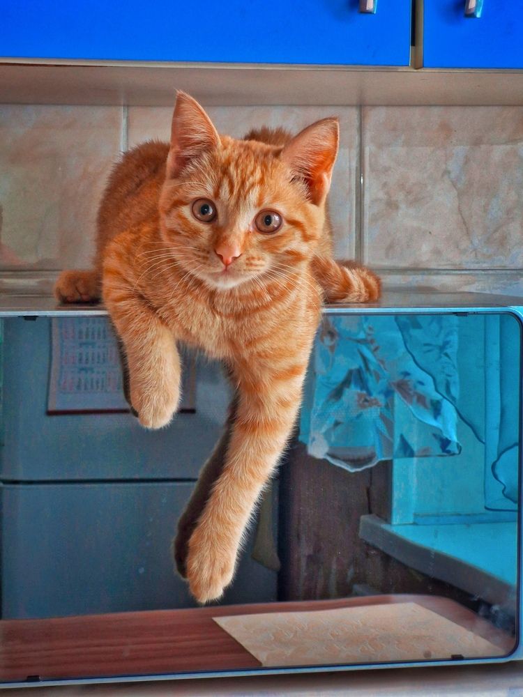 Фотография автора Иван Карпов