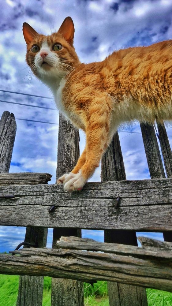 Фотография автора Иван Карпов