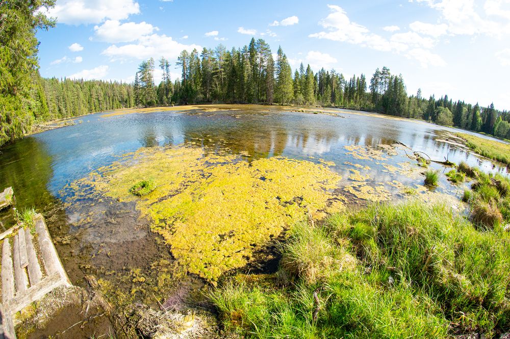 Фотография автора Романова Ольга