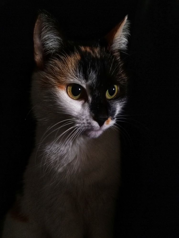 Фотография автора Светлана Олейник