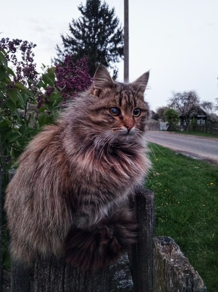 Фотография автора Светлана Олейник