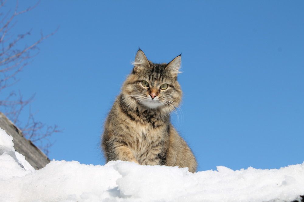 Фотография автора Алла Бойко