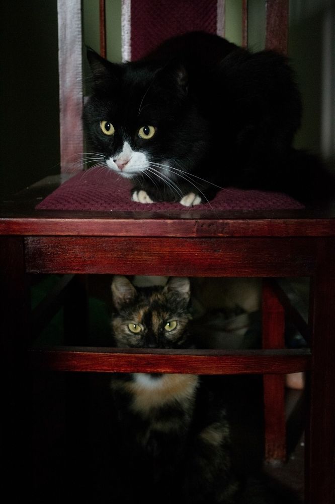 Фотография автора Анна Алексеенко