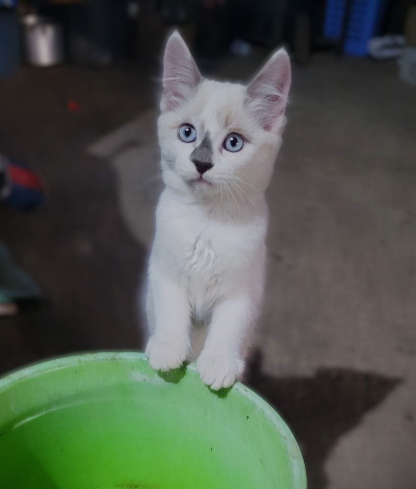 Фотография автора Метушова Анна