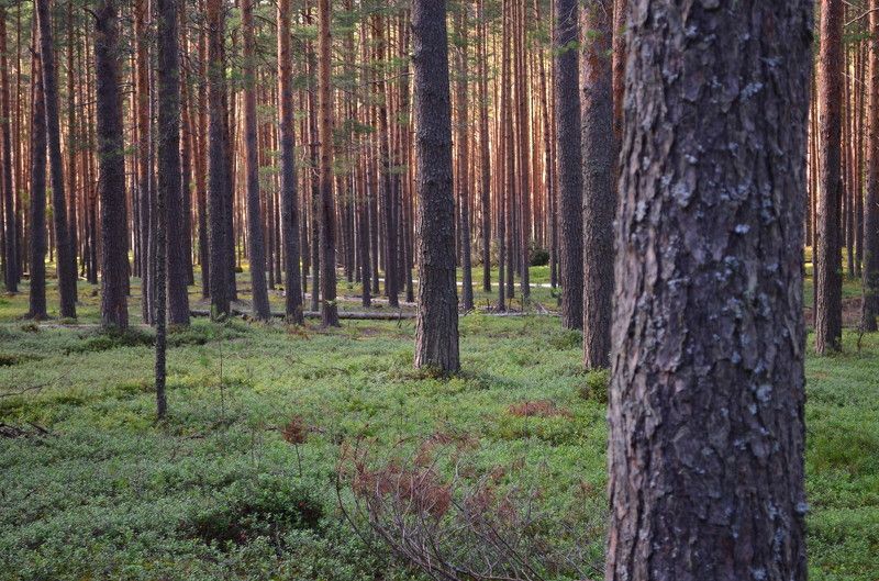 нелли, Russia