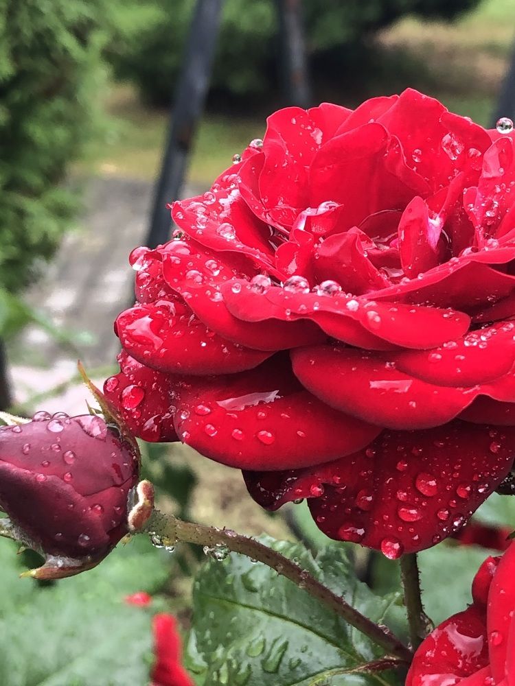 Пасля летняга дажджу