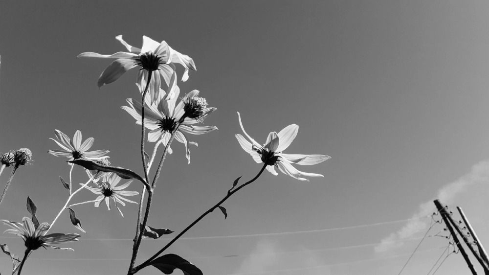 Фотография автора Елена Лещева