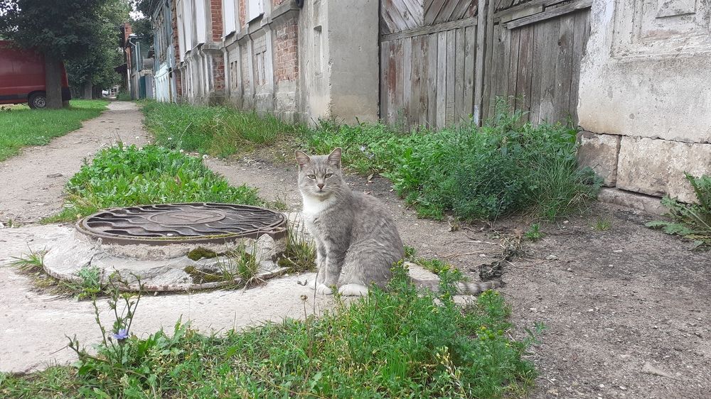 Фотография автора Елена Лещева