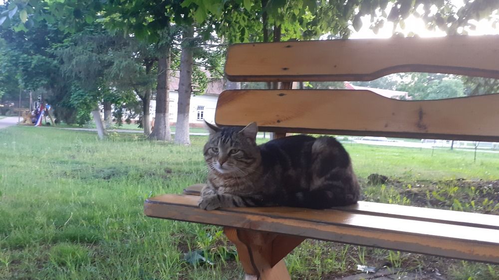 Фотография автора Елена Лещева