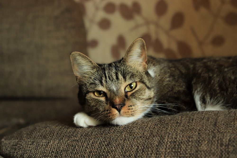 Photograph by Елена Николаева