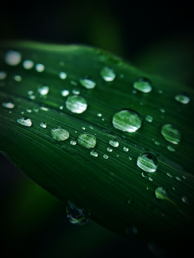 Фотография автора Светлана Таркан