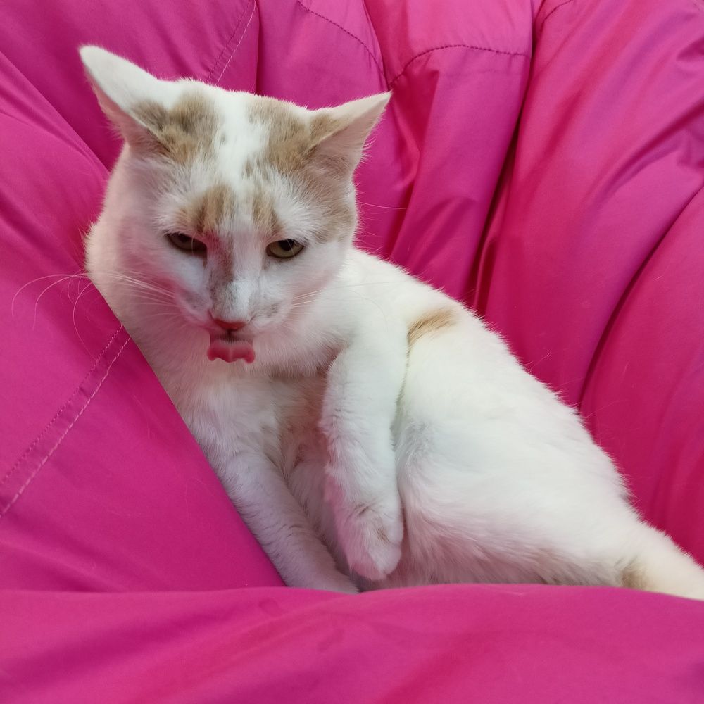 Фотография автора Анастасия Горбачева