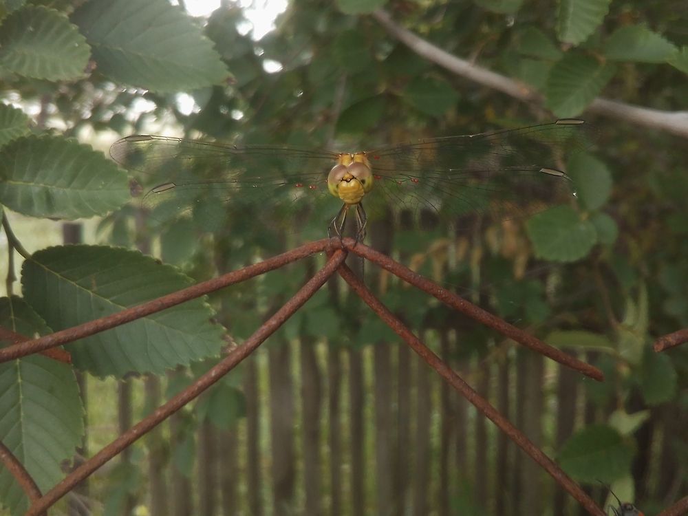 Стрекоза на заборе перед ливнем. 17.06.2024