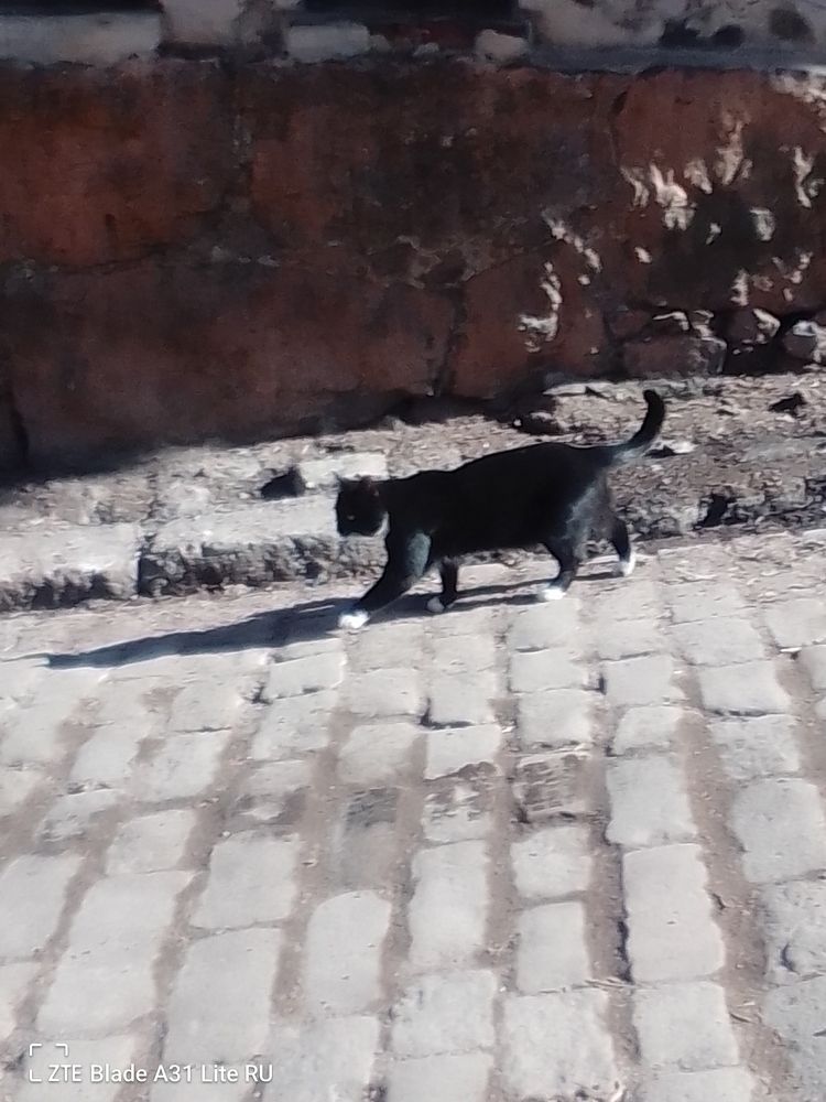 Фотография автора Irina Mihailovskaya