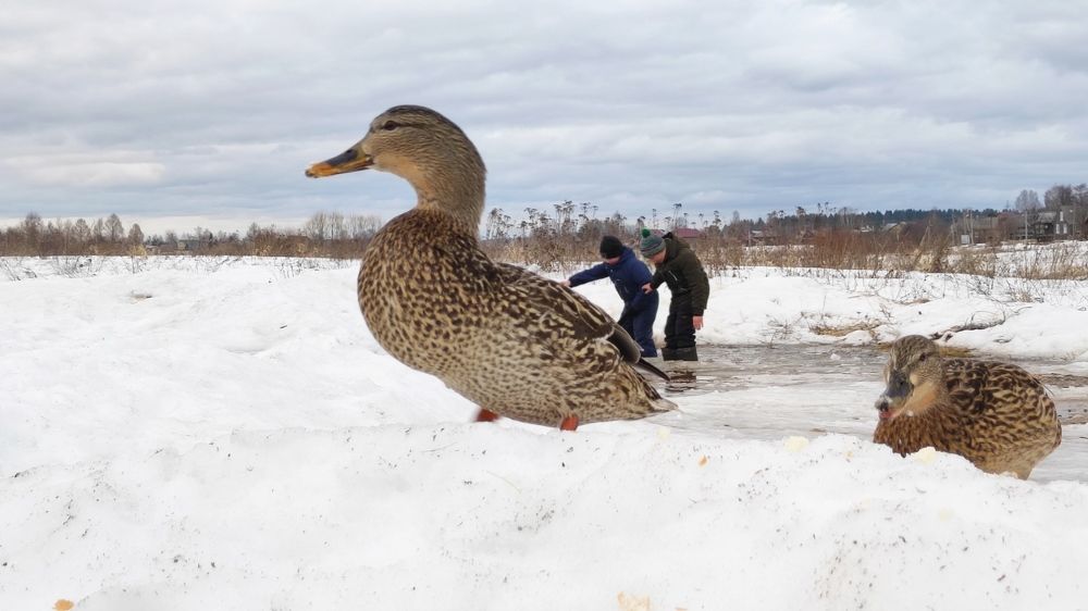 Фотография автора Марина Артемьева