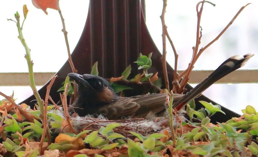 Photograph by Jishan Ahmed Plabon