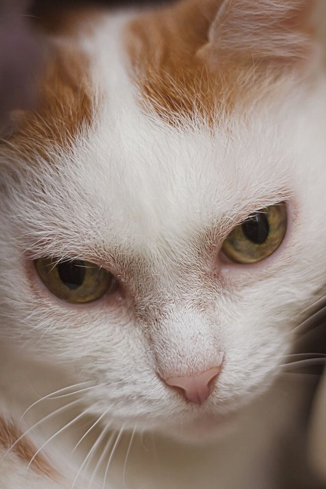 Фотография автора Екатерина Першина