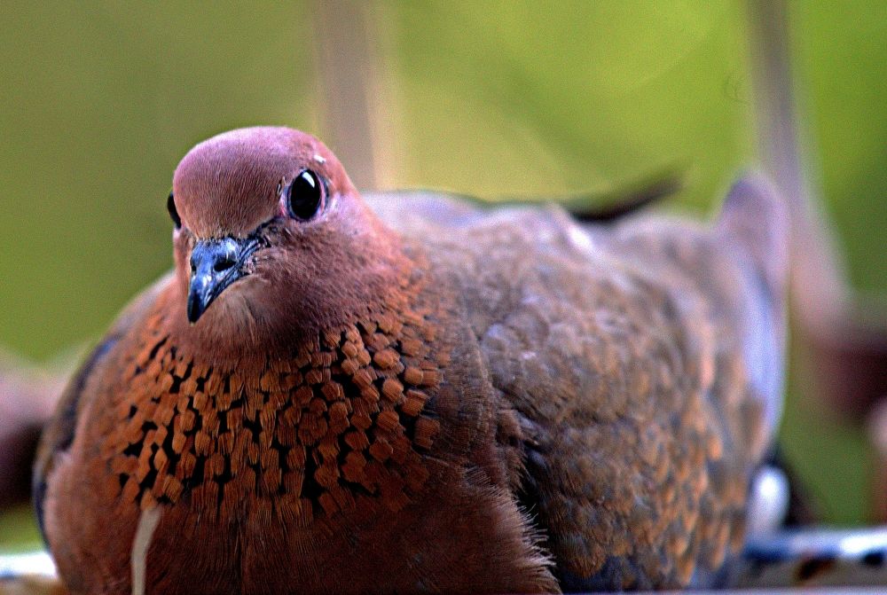 Фотография автора Сергей Рапопорт