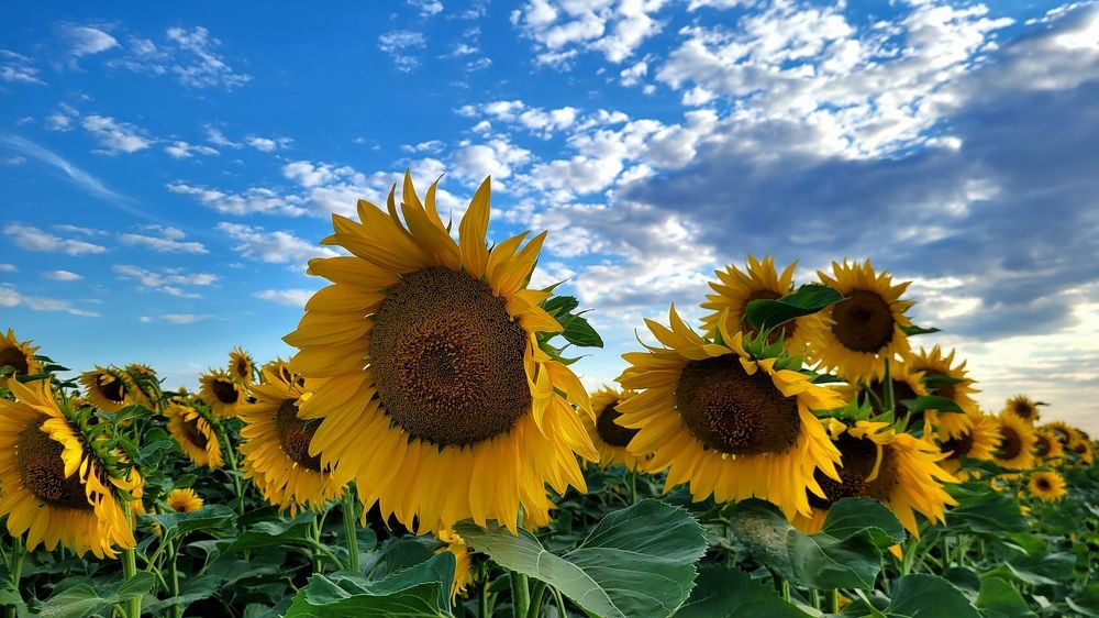 Фотография автора Метушова Анна