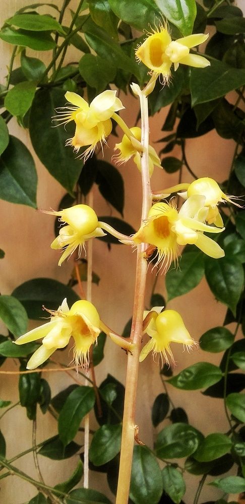 Pequenas orquídeas