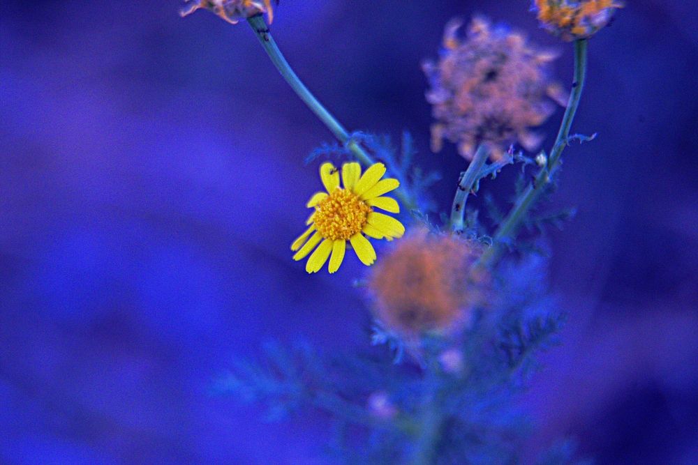 Фотография автора Сергей Рапопорт