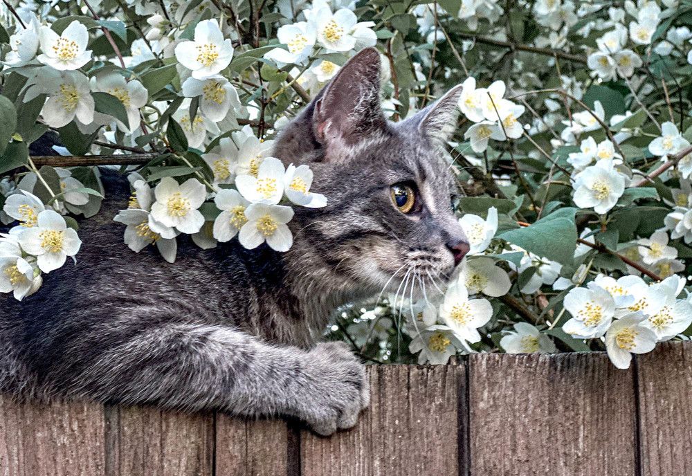 Фотография автора Сергей Метелица