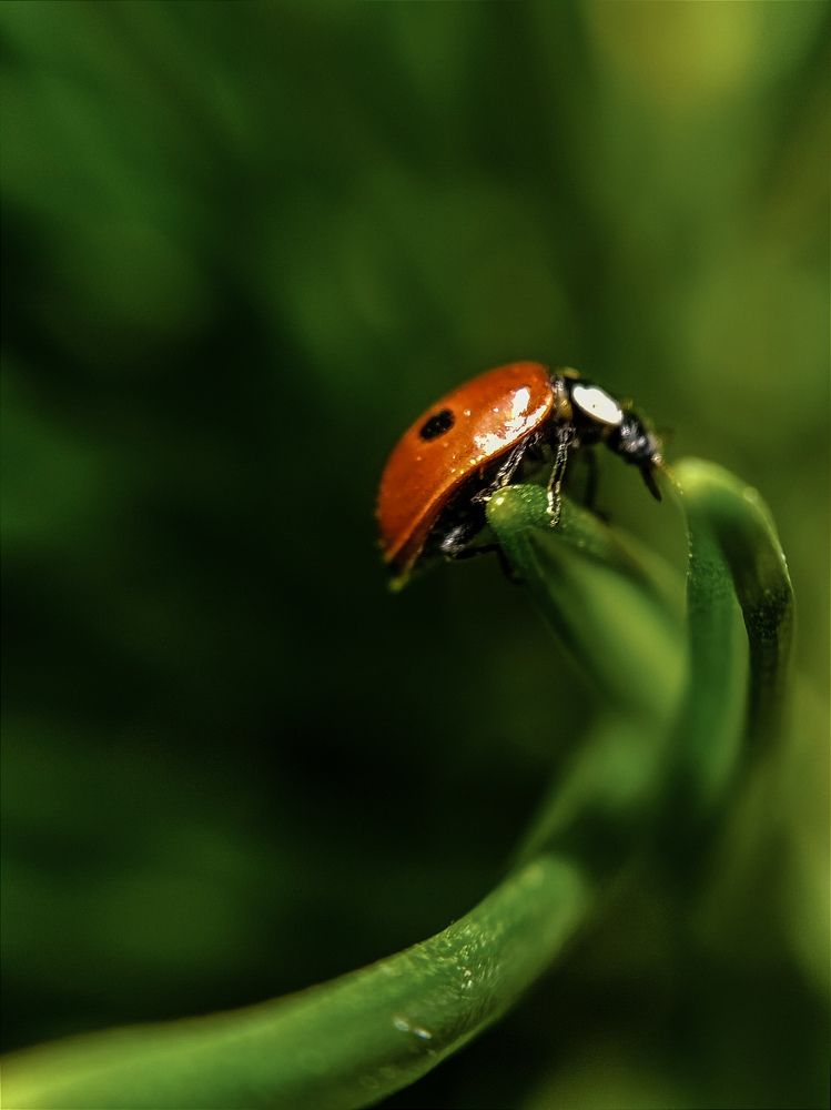 Photograph by Юлия Якубова