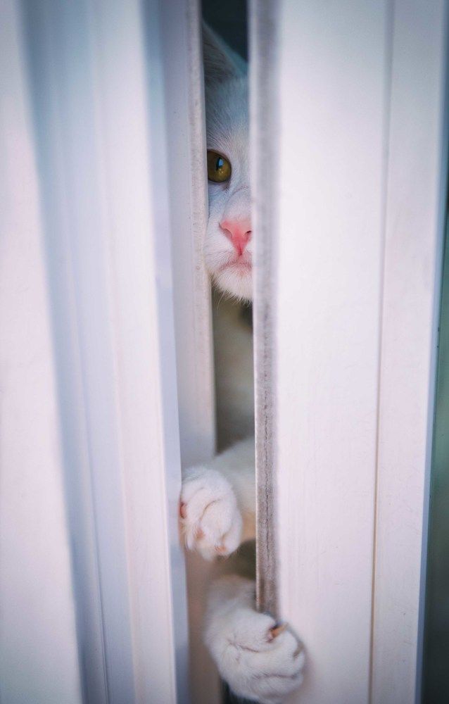 Счастье упорно лезло в дом