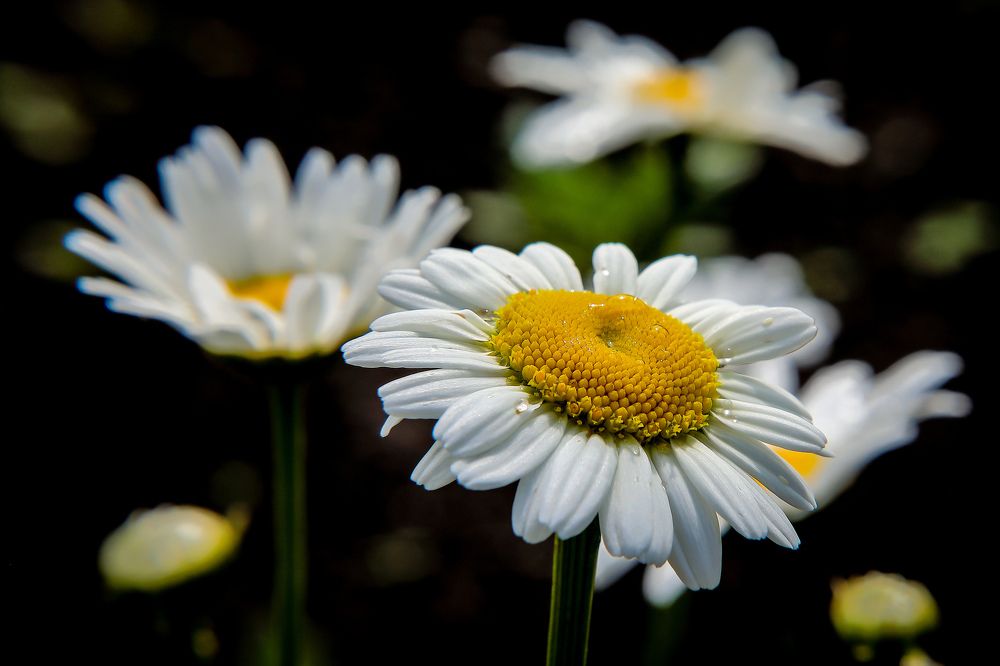 Фотография автора Юрий Фефилов
