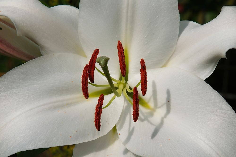 Photograph by Василий Быстрицкий